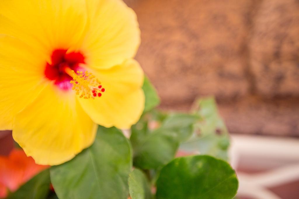 Oceanfront Cottage Near The Kalapana Lava Flows Kehena Bagian luar foto
